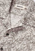 Taylor Stitch - Hawthorne SS Shirt - Tide Pool - Detail
